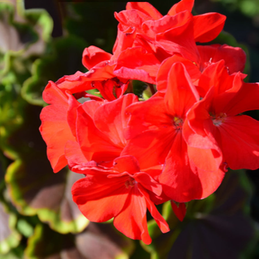 Geranium Bullseye Cherry  3