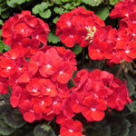Geranium Bullseye Cherry  2