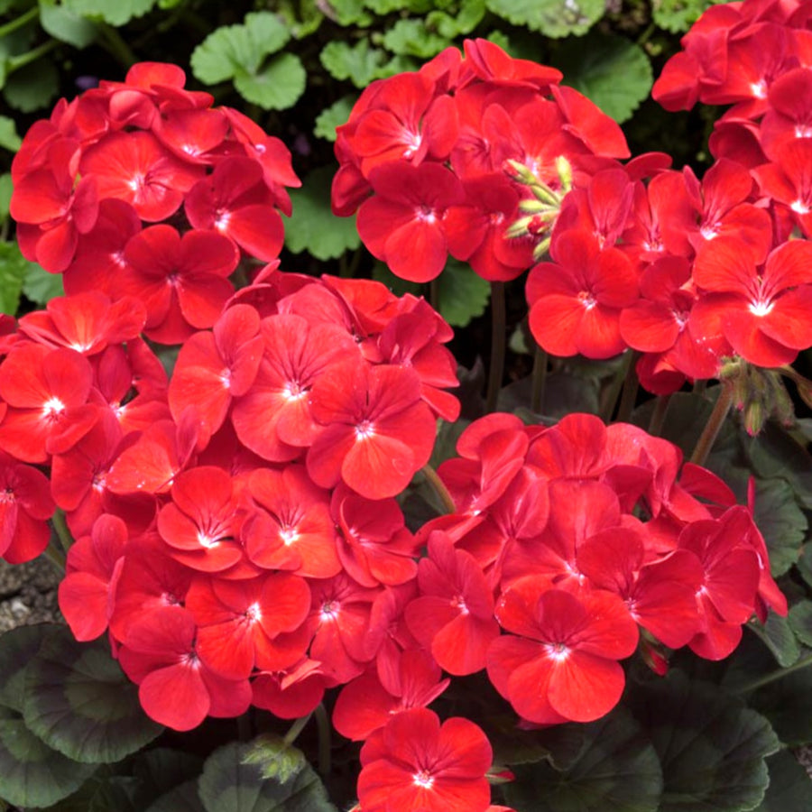 Geranium Bullseye Cherry  2