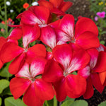 Geranium Bullseye Cherry  1