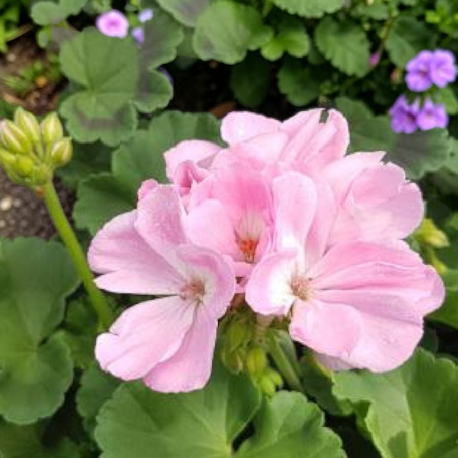 Geranium Bullseye Light Pink  3