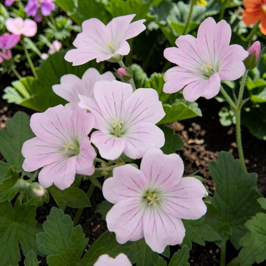 Geranium Dreamland Plant  2