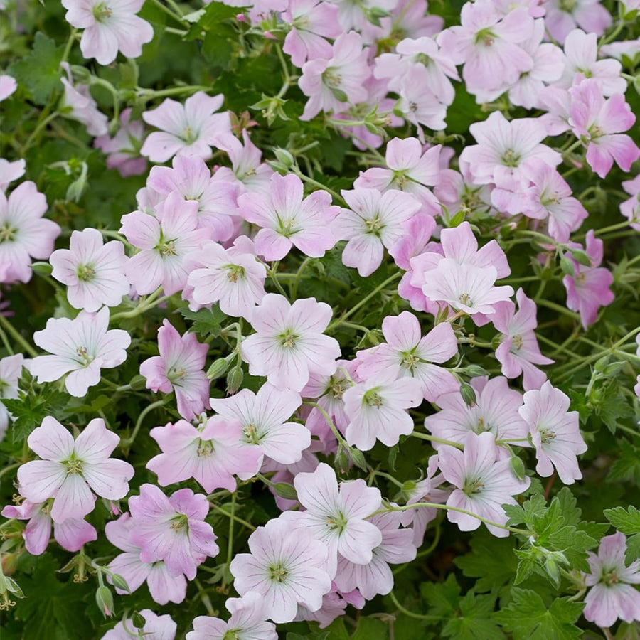 Geranium Dreamland Plant  3