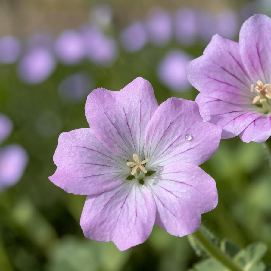 Geranium Dreamland Plant  1