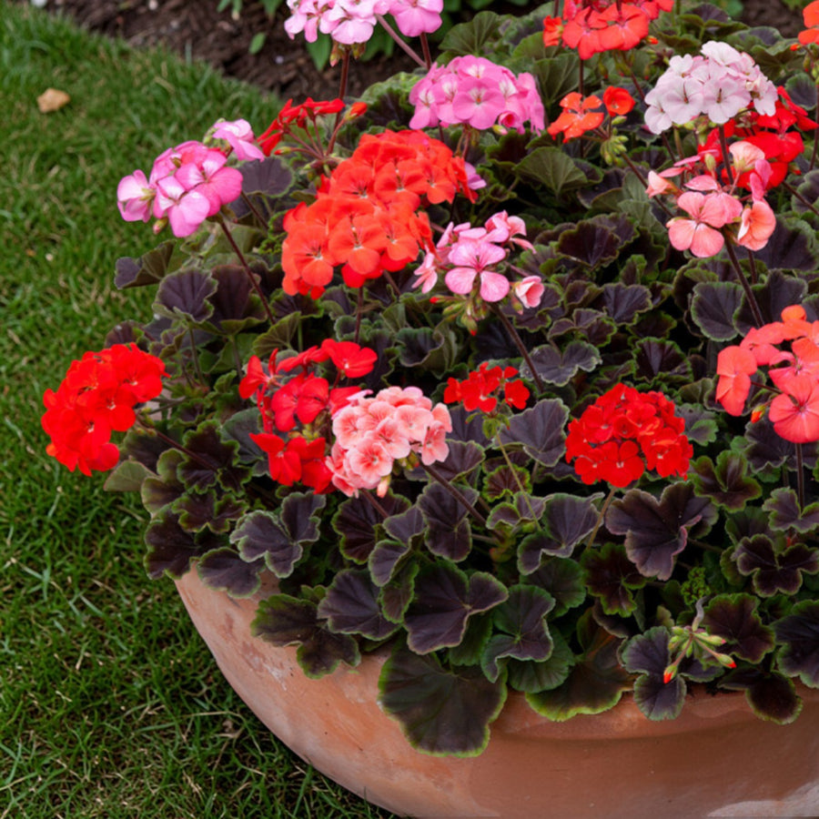 Geranium Horizon Mix  3
