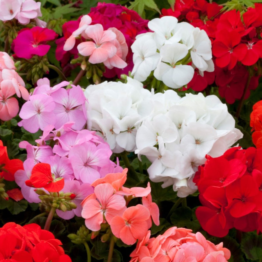 Geranium Horizon  10
