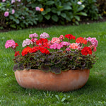 Geranium Horizon Mix  4
