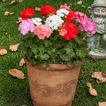 Geranium Horizon  11
