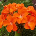 Geranium Horizon Orange  4