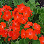 Geranium Horizon Orange  2