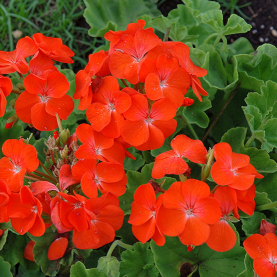 Geranium Horizon Orange  2
