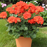 Geranium Horizon Orange  1