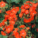 Geranium Horizon Orange  3