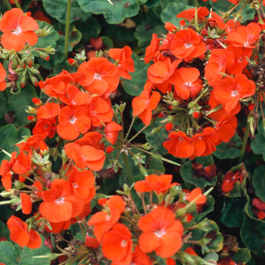 Geranium Horizon Orange  3