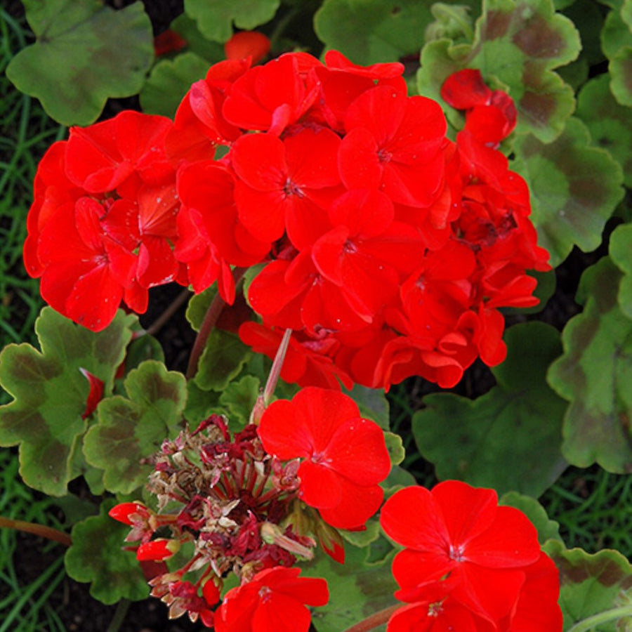 Geranium Bullseye Scarlet  2