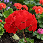 Geranium Horizon  8