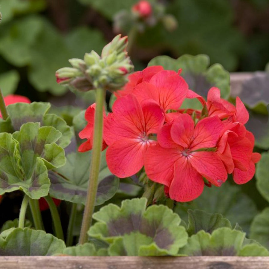 Geranium Horizon Scarlet  4