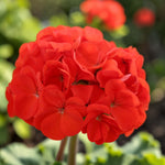 Geranium Horizon  9