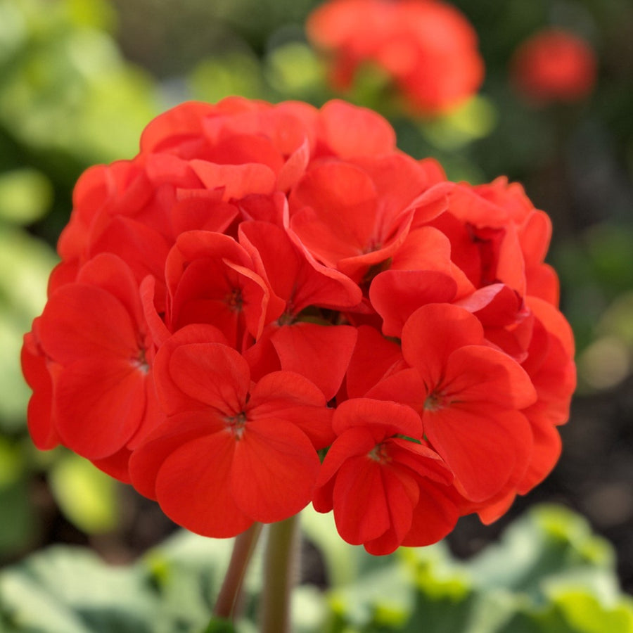 Geranium Horizon  9