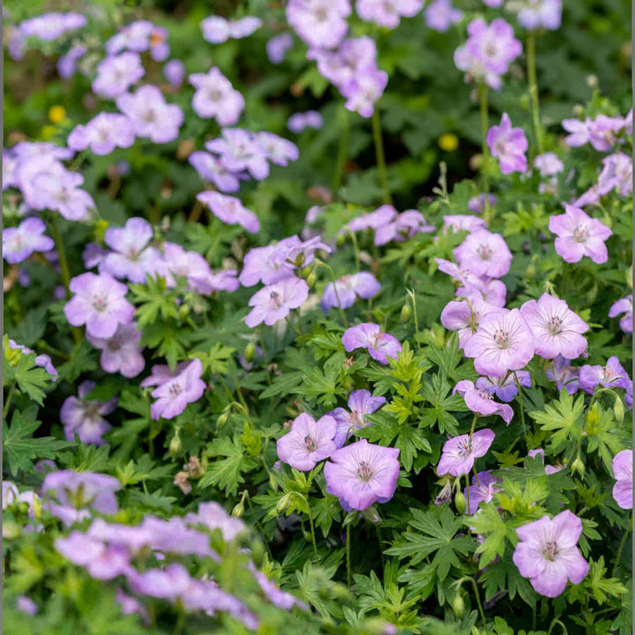 Geranium Horizon Violet  1