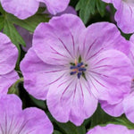 Geranium Horizon  7