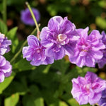 Geranium Horizon Violet  3