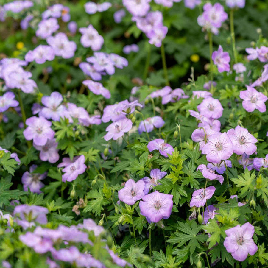Geranium Horizon  6