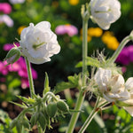 Geranium Laura Plant  3