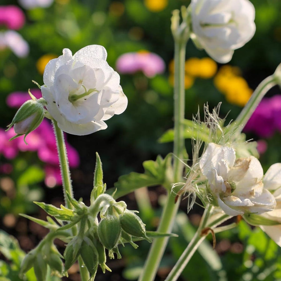 Geranium Laura Plant  3