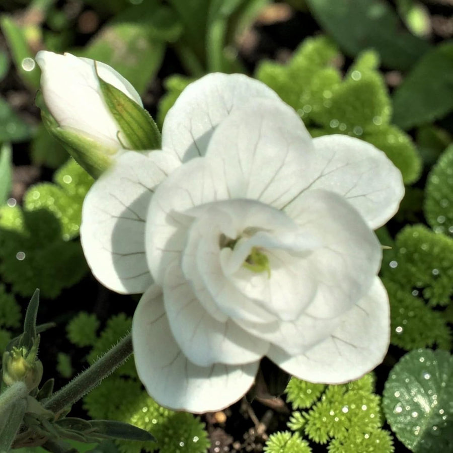 Geranium Laura Plant  1