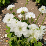 Geranium Laura Plant  2