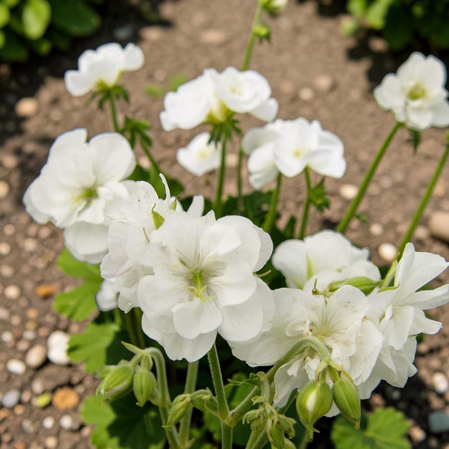 Geranium Laura Plant  2