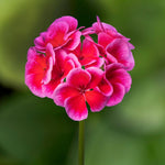 Geranium Raspberry Plant  3