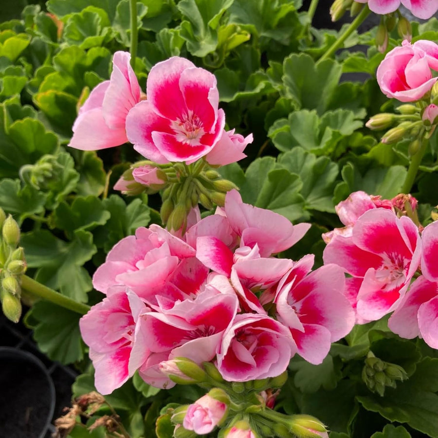 Geranium Raspberry Plant  2