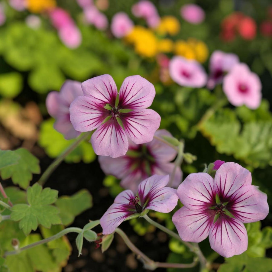 Geranium Rothbury Gem Plant  1