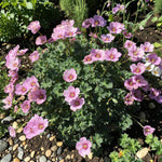 Geranium Rothbury Gem Plant  2
