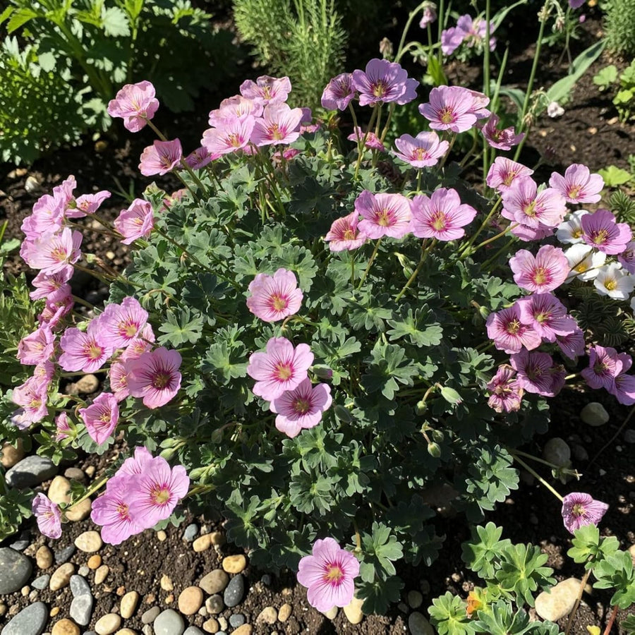 Geranium Rothbury Gem Plant  2