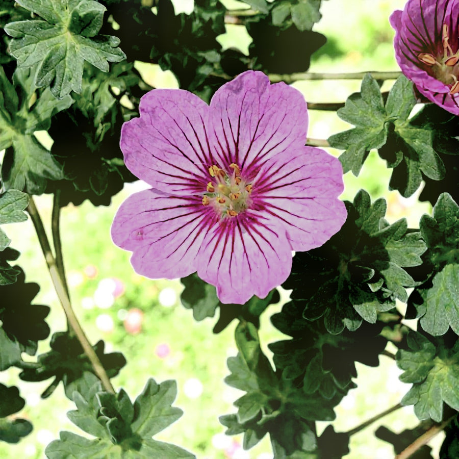 Geranium Rothbury Gem Plant  3