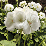 Geranium White Plant  2