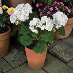 Geranium White Plant  3