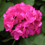 Geranium Zonal Bullseye Deep Rose Bedding Plants  4