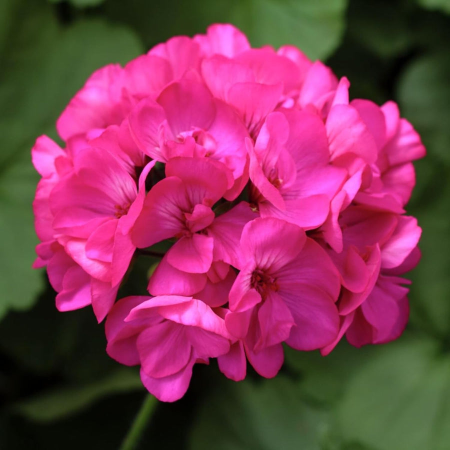 Geranium Zonal Bullseye Deep Rose Bedding Plants  4