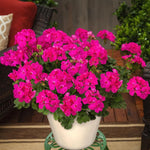Geranium Zonal Bullseye Deep Rose Bedding Plants  3