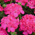 Geranium Zonal Bedding Plants  7