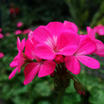 Geranium Zonal Bedding Plants  8