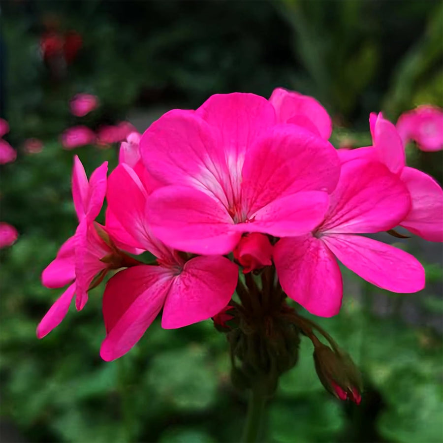Geranium Zonal Bedding Plants  8