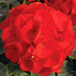 Geranium Zonal Bullseye Scarlet Bedding Plants  3