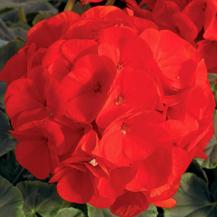 Geranium Zonal Bullseye Scarlet Bedding Plants  3