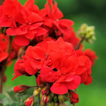 Geranium Zonal Bedding Plants  5