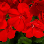 Geranium Zonal Bedding Plants  6